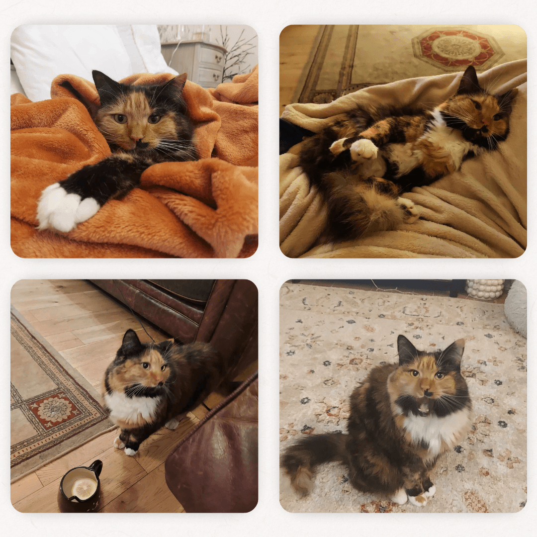 Upload your Cat photos